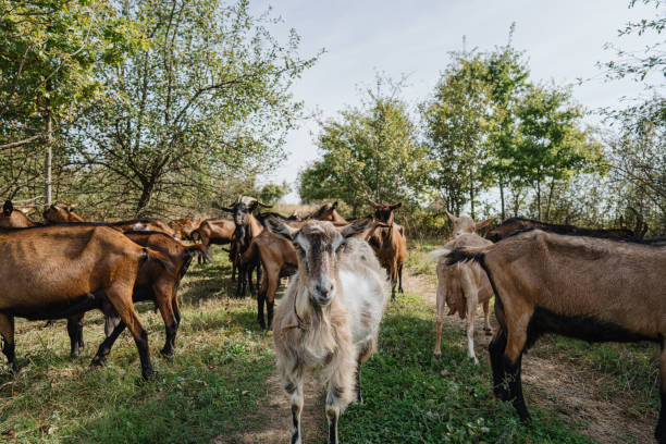 Group of beautiful goats exploring outdoors in the nature