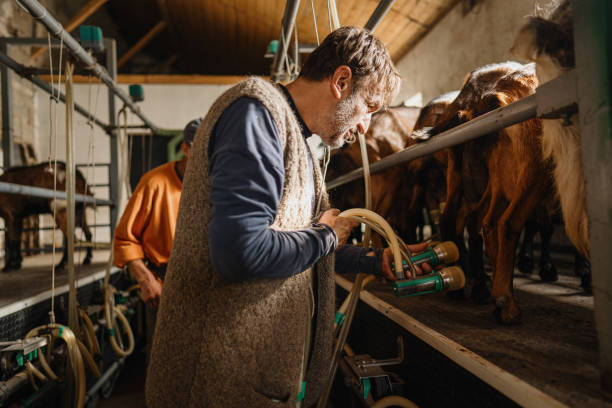 istock Farmer milking goats with a milking machine 2154436169