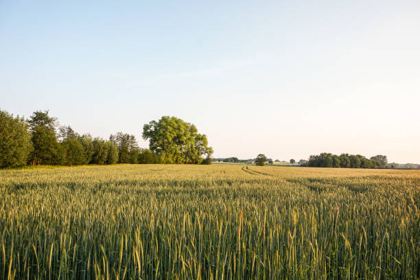 istock Crop field in northern Germany 2154436188