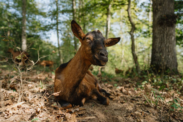 Portrait of a cute goat resting in a forest on a beautiful day