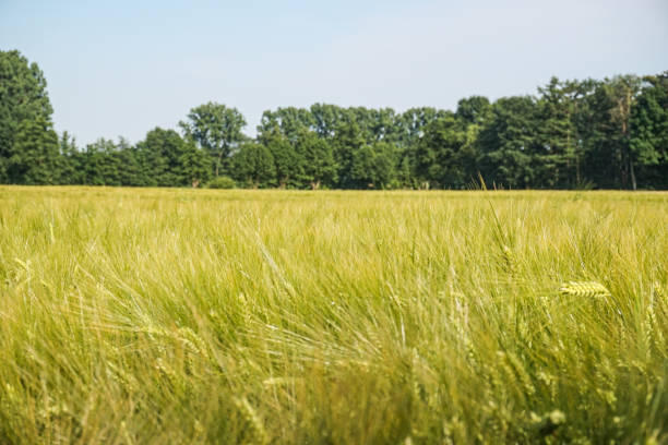 istock Barley field in northern Germany 2154436282
