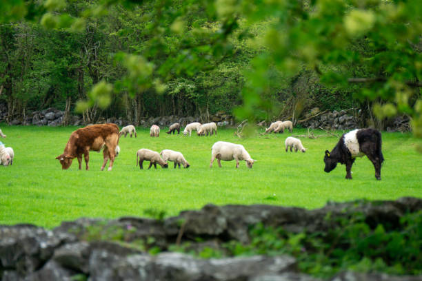 istock Farm animals, cows, sheeps, in county Clare, Ireland 2154436494