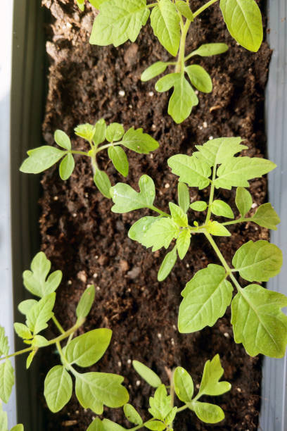 istock Close Up of a Plant in a Container 2154437569