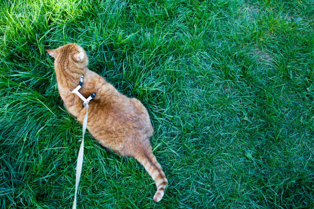 istock Domestic ginger cat on a leash walking in the grass top view background 2154437786