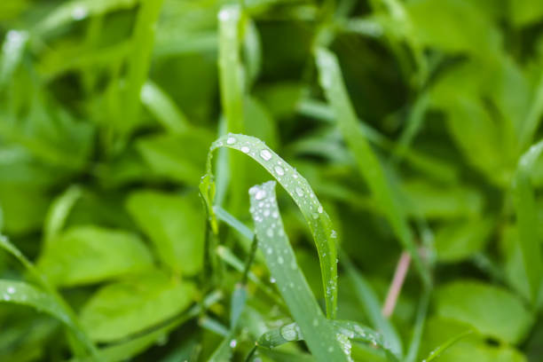 Studio shot of an indoor ponytail palm plant leaf with droplets