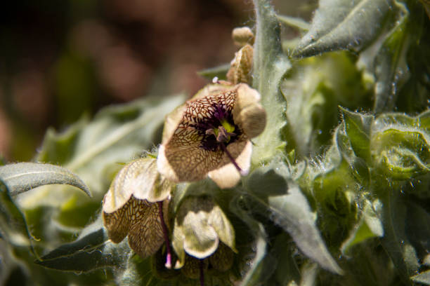 A beautiful flower bud in the beautiful nature around the city of Saqqez, beautiful Kurdistan, Iran