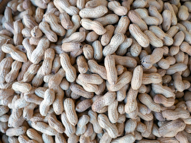 istock large amount of close-up shelled peanuts 2154441366
