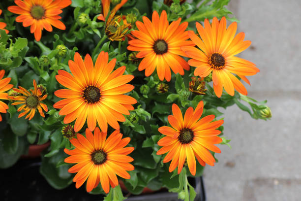 istock Orange African Daisy flowers 2154441541
