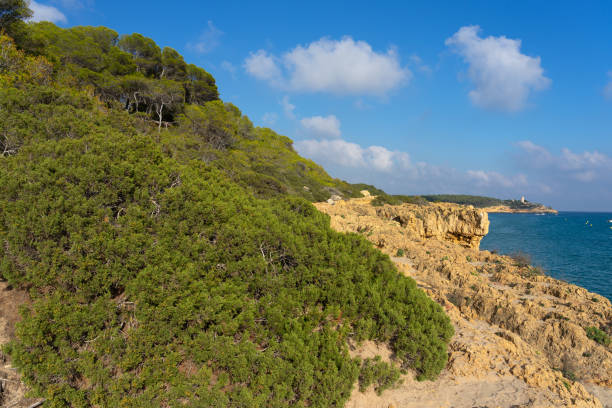 istock La Marquesa pine forest with the Mora tower and the cliffs in the background in a sunny day. Tarragona, Catalonia, Spain. 2154441693