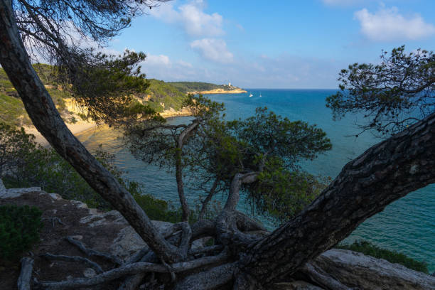 Fonda beach (Cala Fonda) and La Marquesa pine forest with the Mora tower and the cliffs in the background in a sunny day. Tarragona, Catalonia, Spain.