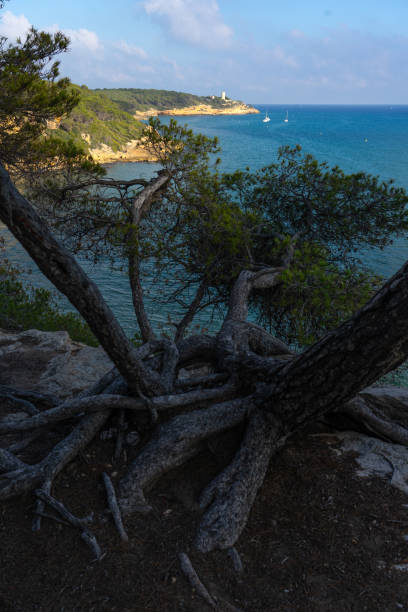 istock Fonda beach (Cala Fonda) and La Marquesa pine forest with the Mora tower and the cliffs in the background in a sunny day. Tarragona, Catalonia, Spain. 2154441721