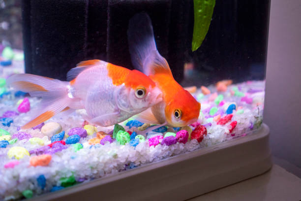 istock ornamental fish swimming in the aquarium, 2154442459