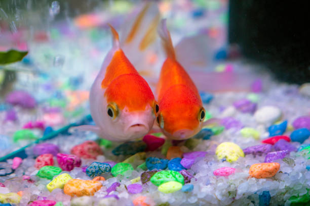 istock ornamental fish swimming in the aquarium, 2154442475