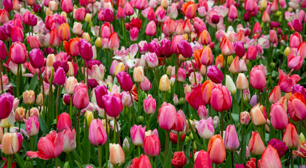 Colorful tulip garden