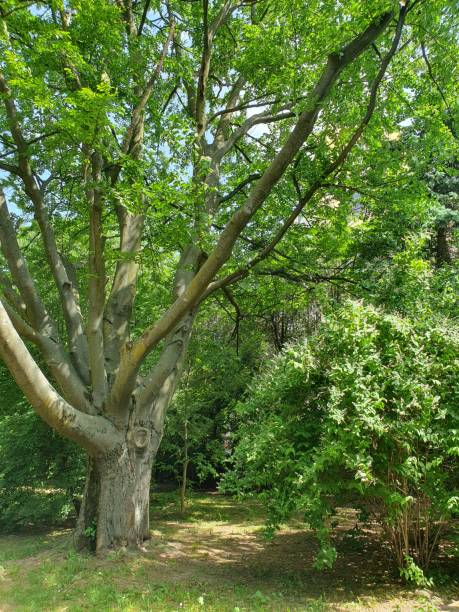 istock Green unusual tree with many large branches in a city park 2154445462