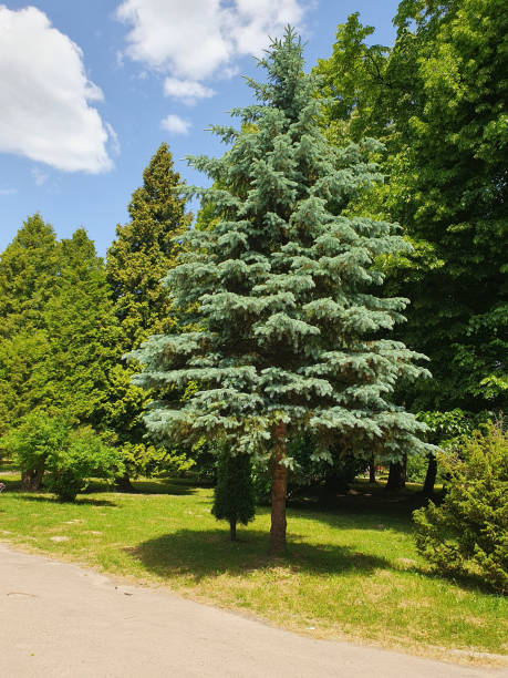 istock Blue spruce, green trees, walking path in a city park 2154445476