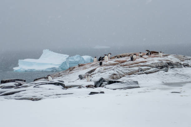 istock Port Charcot, Booth Island 2154449501