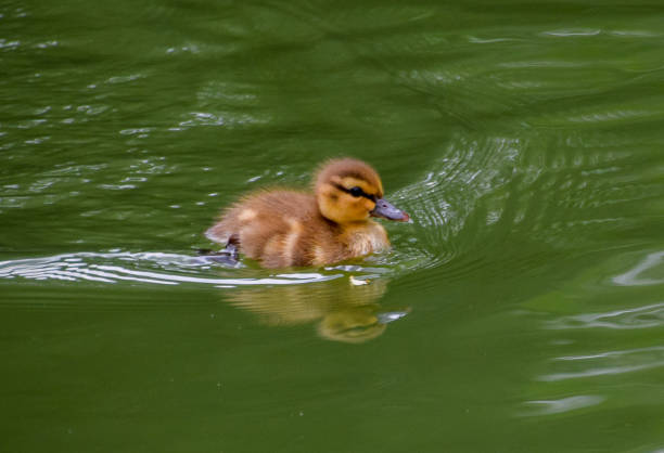 A cute, tiny newborn duckling swims in a park pond