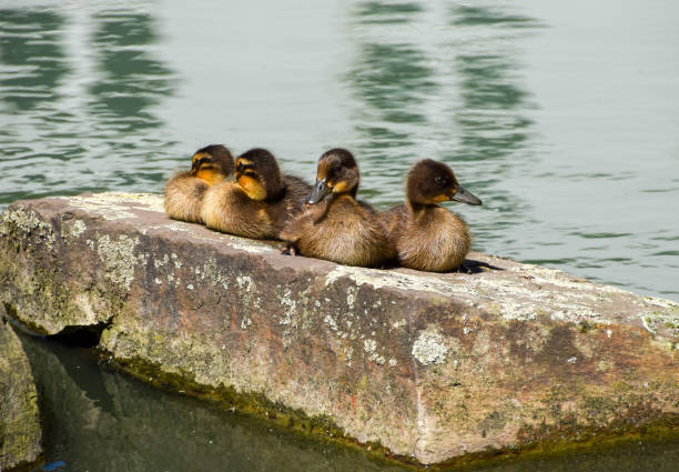 Small ducklings bask in the sunshine on a stone block next to a park pond