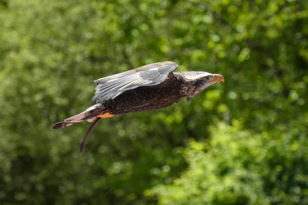view of a eagle in full flight during a falconry show in France