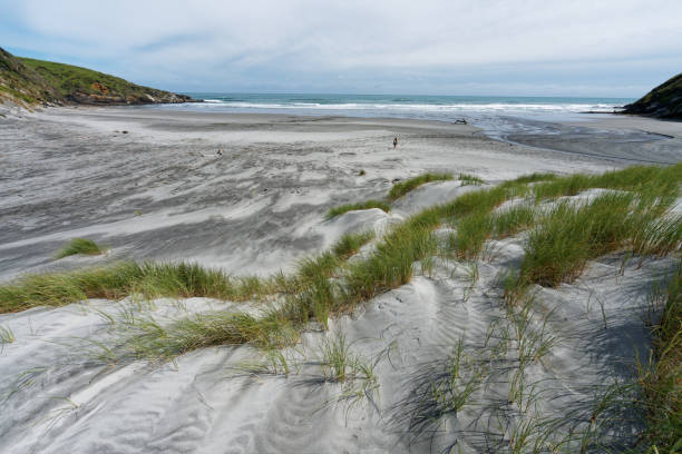 istock Sand dune with beach grass on New Zealand's west coast. 2154451129