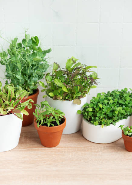 istock Indoor Herb Garden Kit With Fresh Green Plants 2154452993
