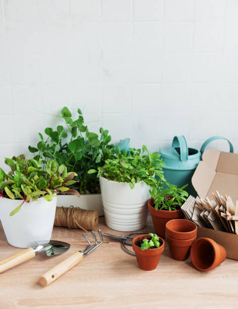 istock Indoor Herb Garden Kit With Fresh Green Plants and Gardening Tools 2154453020