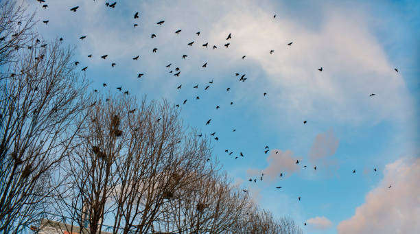 istock Birds Flying Above Bare Trees at Dusk 1 2154453234