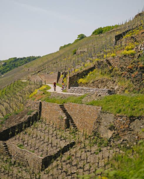 Road bicyclist rides through vineyards