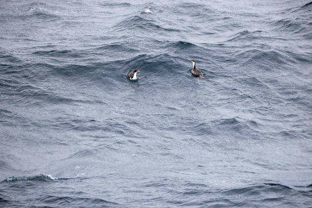 The Drake Passage is one of most difficult sea passages of the entire world and very remote.