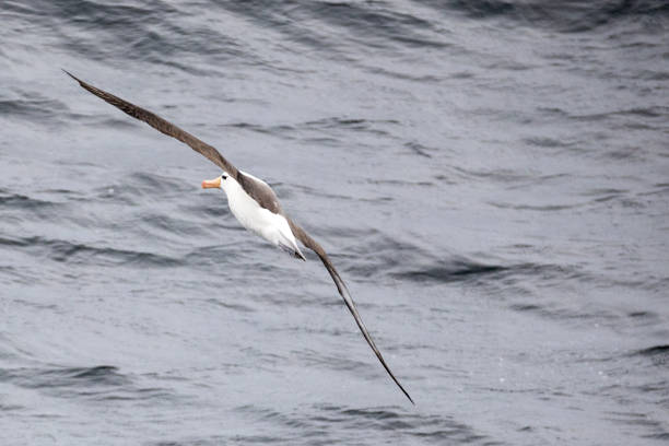 The Drake Passage is one of most difficult sea passages of the entire world and very remote.