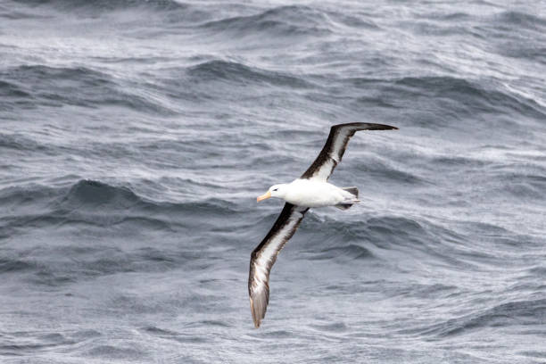 istock Drake Passage & Tierra del Fuego 2154454637