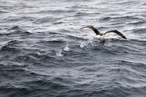 The Drake Passage is one of most difficult sea passages of the entire world and very remote.