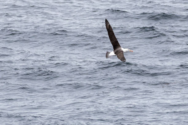The Drake Passage is one of most difficult sea passages of the entire world and very remote.