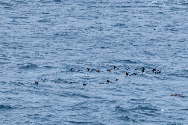 The Drake Passage is one of most difficult sea passages of the entire world and very remote.