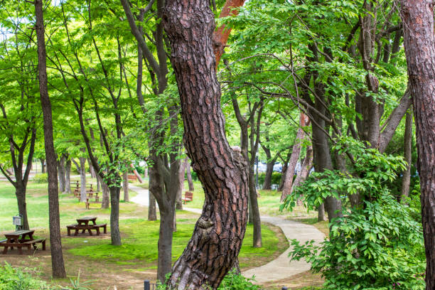 경기도 과천대공원의 봄