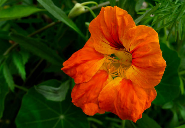 istock A vivid bright nasturtium in the Spring garden 2154456402