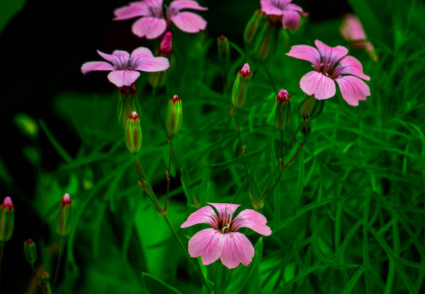 Turkish carnation flowers, selective focus.