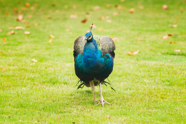 Side view of a peacock bird perching on a grey stone wall looking over a garden with white flowers