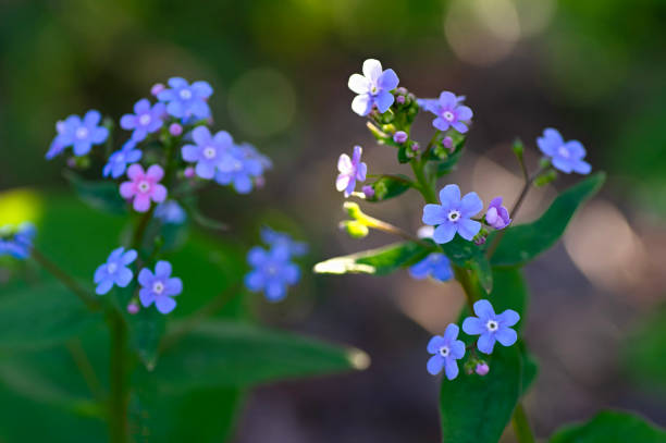 fleurs bleues de myosotis (myosotis scorpioides). fermer. - myosotis scorpioides photos et images de collection
