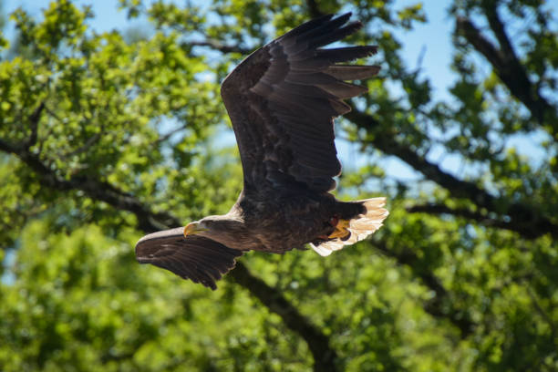 istock view of a bald eagle during a falconry show 2154457742