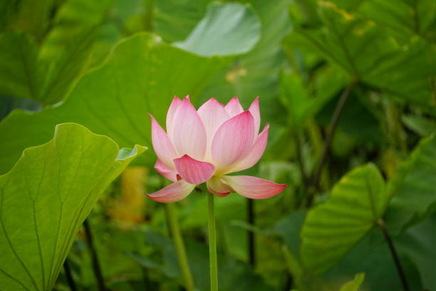 istock Close-up of blooming lotus 2154458456