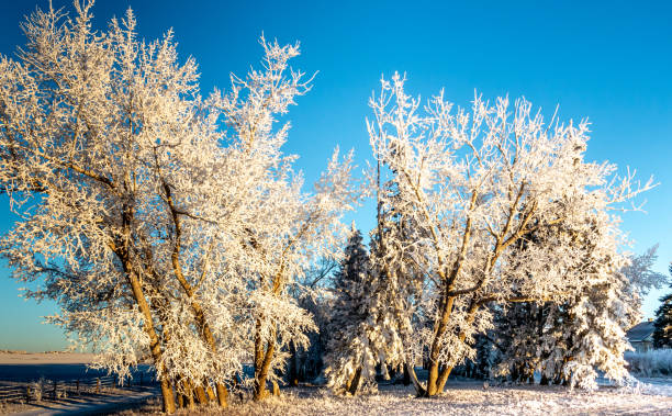 istock Rime frost on trees, fields and buildings, Rocky View County, Alberta, Canada 2154458514