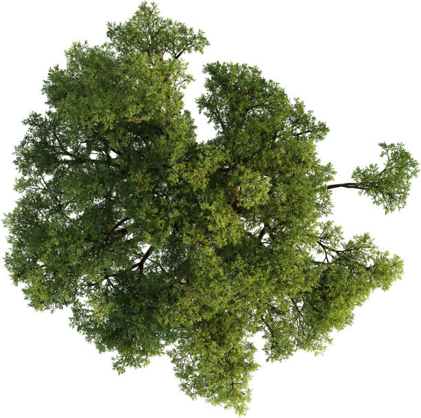 istock Top view of Oak Tree- Quercus Suber 2154459006