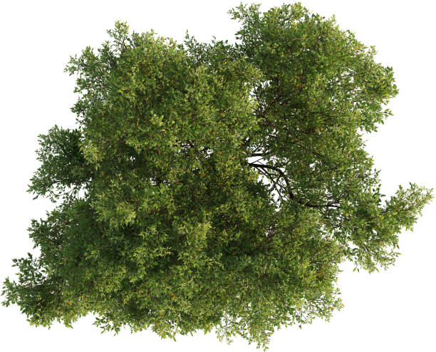 istock Top view of Oak Tree- Quercus Suber 2154459467