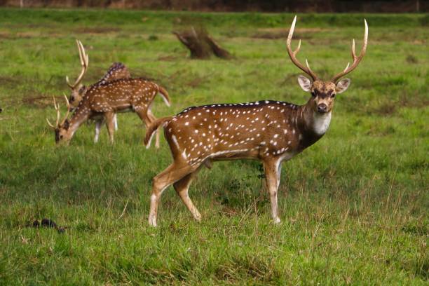 istock herd of spotted deer (axis axis) at the Zoo 2154459487