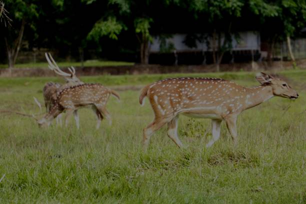 istock herd of spotted deer (axis axis) at the Zoo 2154459491