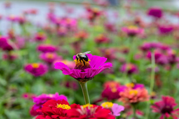 Vibrant pink zinnia flowers - bee collecting nectar - lush green backdrop. Taken in Toronto, Canada.