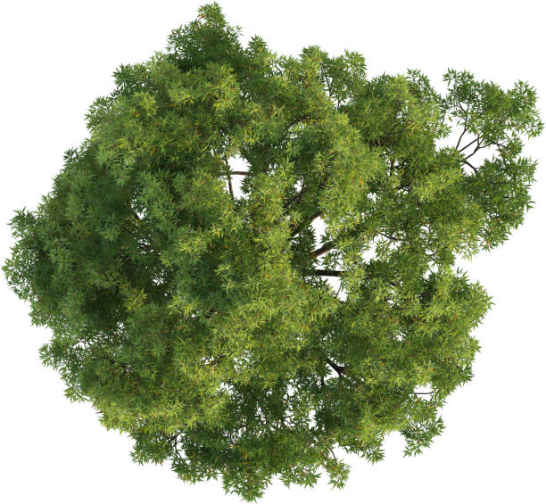 istock Top view of Oak Tree- Quercus Ilex 2154462319