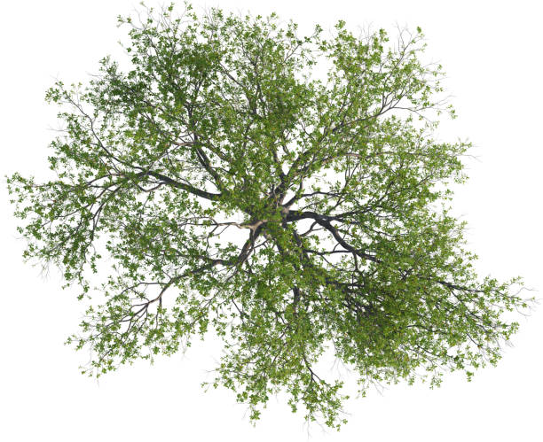 istock Top view of Oak Tree- Quercus Petraea 2154463068
